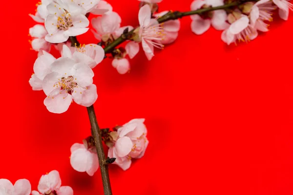 Tender Twig White Flowers Spring Red Background — Stock Photo, Image