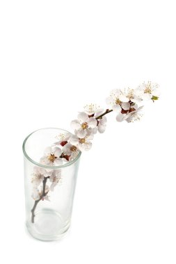 Beyaz arka planda boş bir cam bardakta çiçekli dallar.
