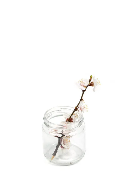 Flowering Branch Flowers Small Glass Jar White Background — Stock Photo, Image