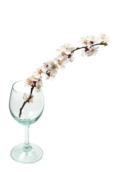 Ramo Florido Com Flores Copo Vinho Fundo Branco — Fotografia de Stock