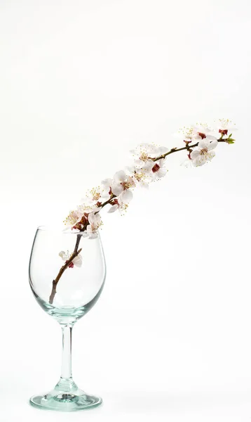 Ramo Florido Com Flores Copo Vinho Fundo Branco — Fotografia de Stock