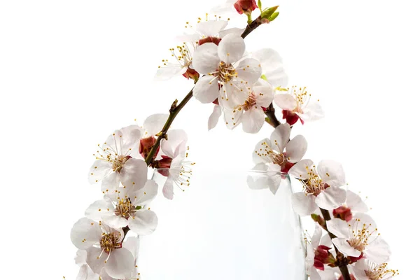 Flowering Branch Flowers Wine Glass White Background — Stock Photo, Image