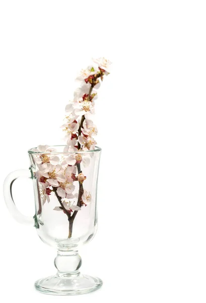 Blooming Branch Flowers Glass Mulled Wine White Background — Stock Photo, Image