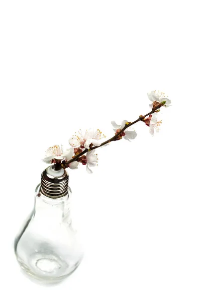 Flowering Branch Flowers Vase Shape Bulb White Background — Stock Photo, Image