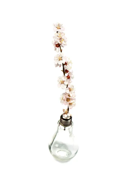 Flowering Branch Flowers Vase Shape Bulb White Background — Stock Photo, Image