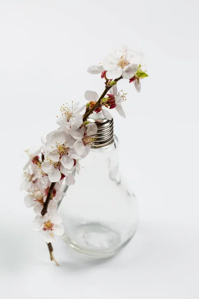 Flowering Branch Flowers Vase Shape Bulb White Background — Stock Photo, Image