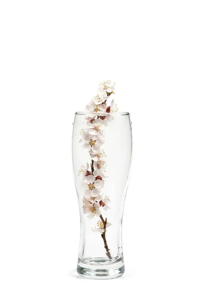 Flowering Branch Flowers Beer Glass White Background — Stock Photo, Image