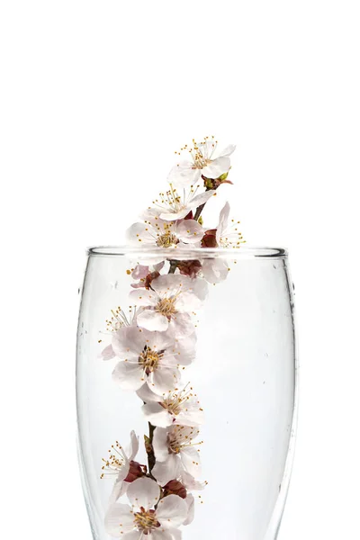 Flowering Branch Flowers Beer Glass White Background — Stock Photo, Image