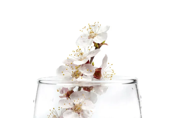 Flowering Branch Flowers Beer Glass White Background — Stock Photo, Image