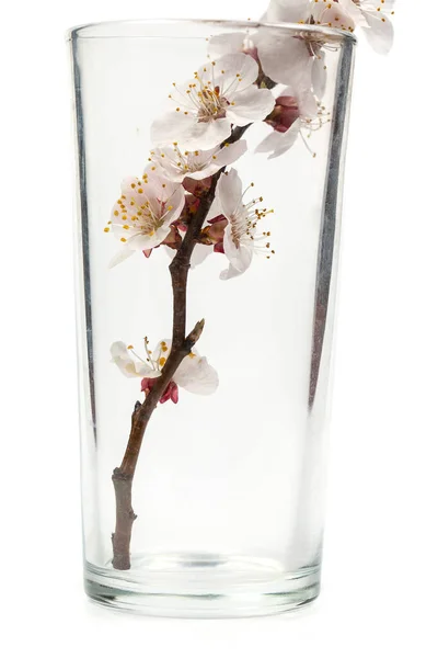 Ramo Florido Com Flores Uma Xícara Vidro Vazia Fundo Branco — Fotografia de Stock