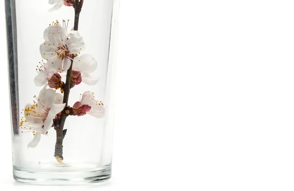 Flowering Branch Flowers Empty Glass Cup White Background — Stock Photo, Image