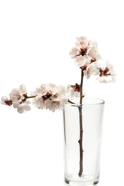 Flowering Branch Flowers Empty Glass Cup White Background — Stock Photo, Image