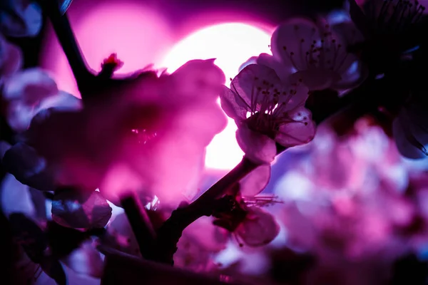 Una Rama Árbol Floreciente Colores Rosa Azul — Foto de Stock