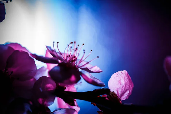 Ein Zweig Eines Blühenden Baumes Rosa Und Blauen Farben — Stockfoto