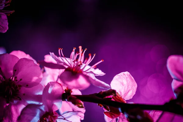 Ein Zweig Eines Blühenden Baumes Rosa Und Blauen Farben — Stockfoto