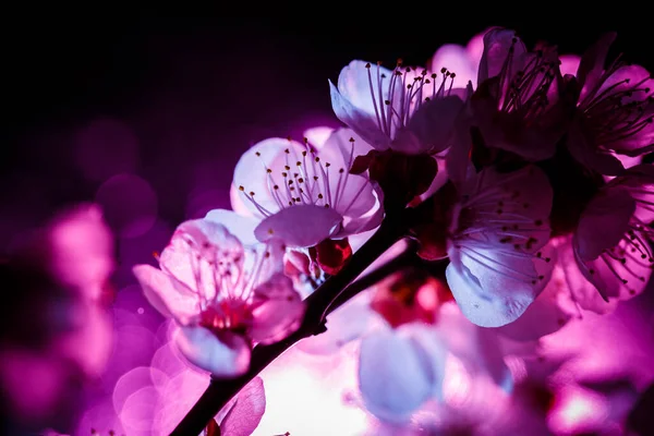 Çiçek Açan Bir Ağacın Pembe Mavi Renkli Bir Dalı — Stok fotoğraf