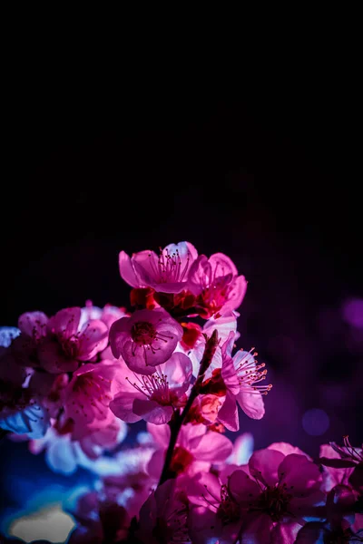 Ein Zweig Eines Blühenden Baumes Rosa Und Blauen Farben — Stockfoto