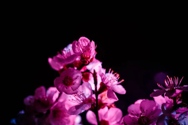 Ein Zweig Eines Blühenden Baumes Rosa Und Blauen Farben — Stockfoto