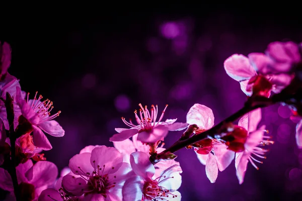 Ein Zweig Eines Blühenden Baumes Rosa Und Blauen Farben — Stockfoto