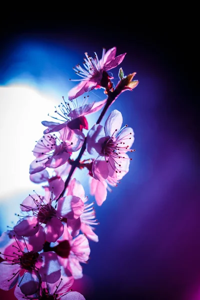 Una Rama Árbol Floreciente Colores Rosa Azul — Foto de Stock