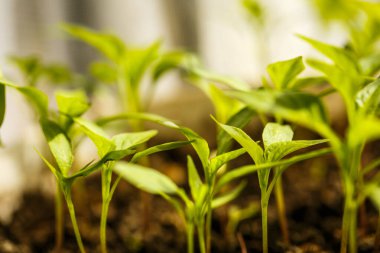 Toprakta bir sürü taze ve yeşil sebze filizleri var.