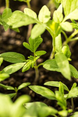 Toprakta bir sürü taze ve yeşil sebze filizleri var.
