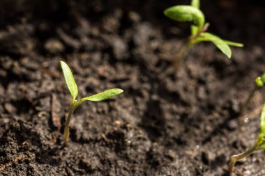 Toprakta bir sürü taze ve yeşil sebze filizleri var.