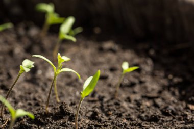Toprakta bir sürü taze ve yeşil sebze filizleri var.