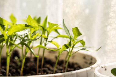 Toprakta bir sürü taze ve yeşil sebze filizleri var.