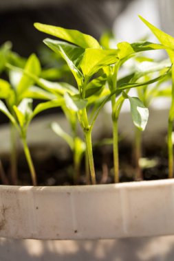 Toprakta bir sürü taze ve yeşil sebze filizleri var.