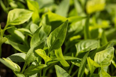 Toprakta bir sürü taze ve yeşil sebze filizleri var.