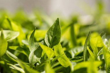 Toprakta bir sürü taze ve yeşil sebze filizleri var.