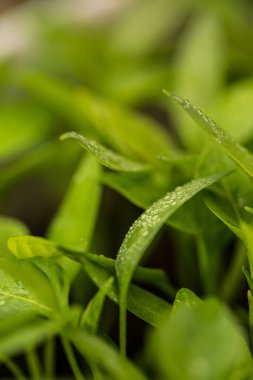 Toprakta bir sürü taze ve yeşil sebze filizleri var.