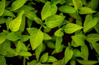 Toprakta bir sürü taze ve yeşil sebze filizleri var.