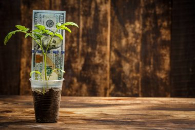 Büyük filizler plastik bardakta yetişir ve yanında 100 dolar kahverengi ahşap arka planda.