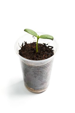 Büyük filizler plastik bardakta yetişir ve yanında 100 dolar kahverengi ahşap arka planda.