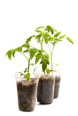 Büyük filizler plastik bardakta yetişir ve yanında 100 dolar kahverengi ahşap arka planda.