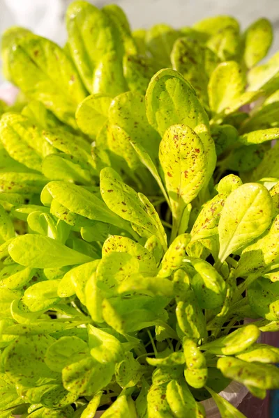 Folhas Alface Verdes Frescas Crescem Uma Caixa Uma Janela — Fotografia de Stock