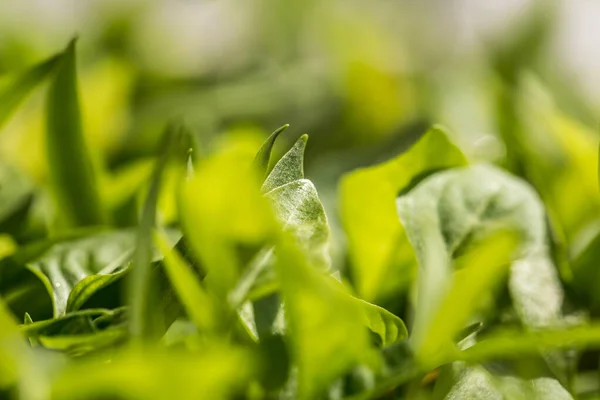 Muitos Brotos Jovens Verdes Vegetais Chão — Fotografia de Stock