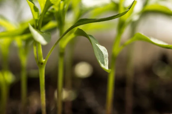 Beaucoup Jeunes Pousses Vertes Légumes Dans Sol — Photo