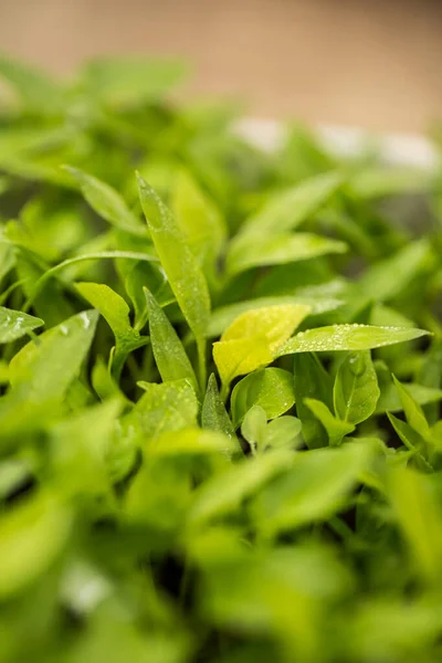 Muitos Brotos Jovens Verdes Vegetais Chão — Fotografia de Stock