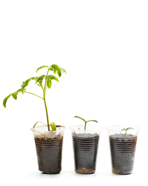 Big Sprout Grows Plastic Cup One Hundred Dollars Next Brown Royalty Free Stock Images