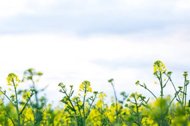 İlkbaharda, bulutlu, sarı tecavüz tarlası