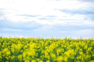 İlkbaharda, bulutlu, sarı tecavüz tarlası