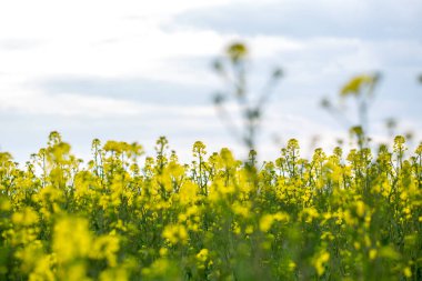 İlkbaharda, bulutlu, sarı tecavüz tarlası