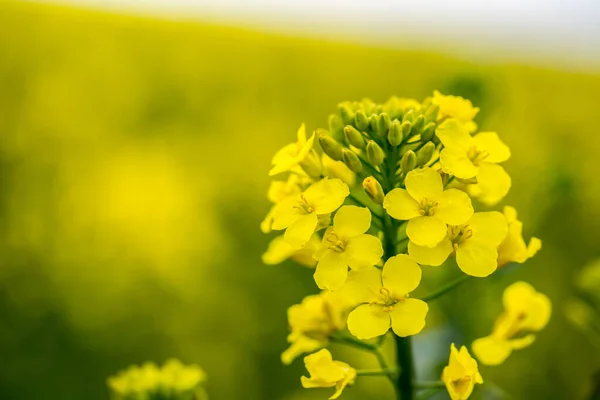 Large Yellow Field Rape Clouds Spring — Stock Photo, Image