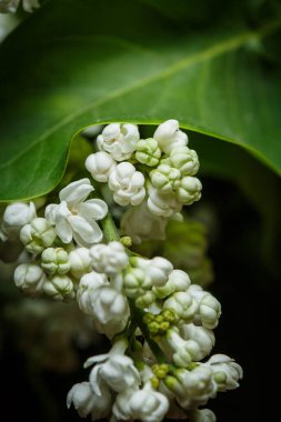 İlkbaharda açan beyaz leylak, makro manzara