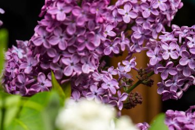 İlkbaharda açan leylak, makro manzara