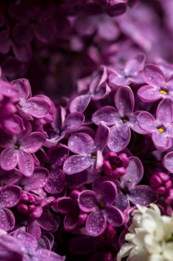 İlkbaharda açan leylak, makro manzara