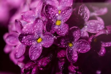 Lilac blossomed in spring, macro view clipart